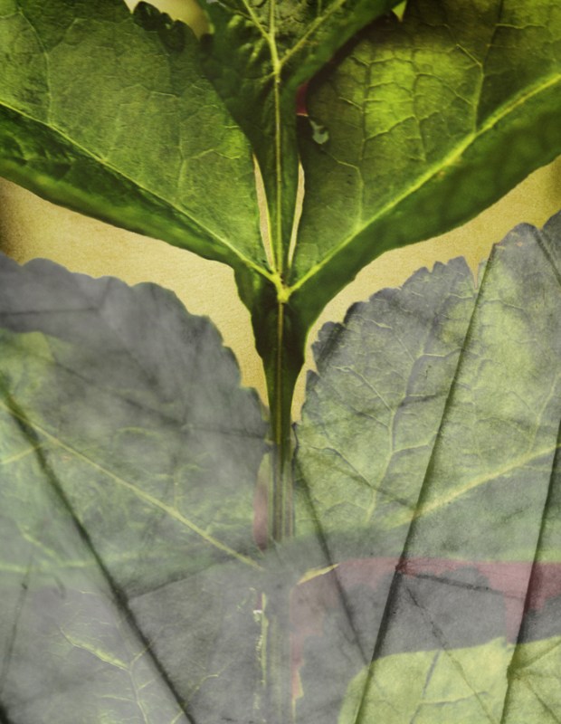 Divisions diverge7SM