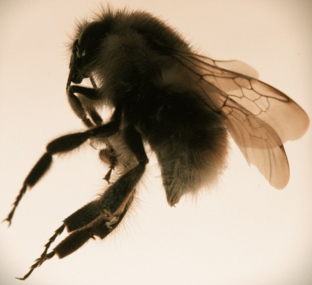 bee2alt2