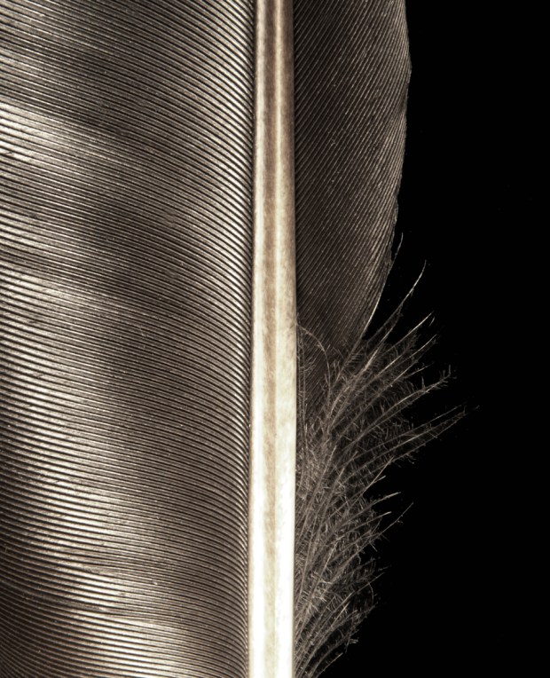 feather2alt