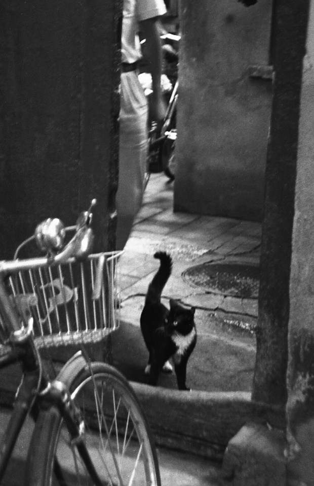Cat in Doorway, Hangzhou, China