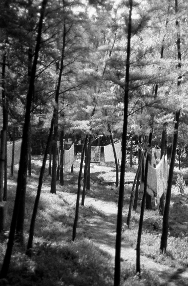 Laundry Hung in a Grove