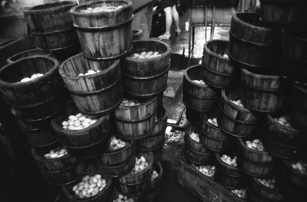 Silk Cocoons