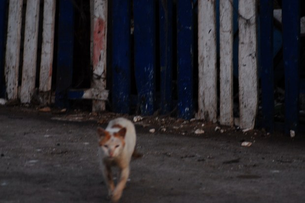 Shore Cat, El Jadida