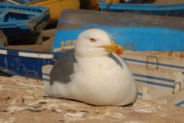 Fat Happy Gull, El Jadida