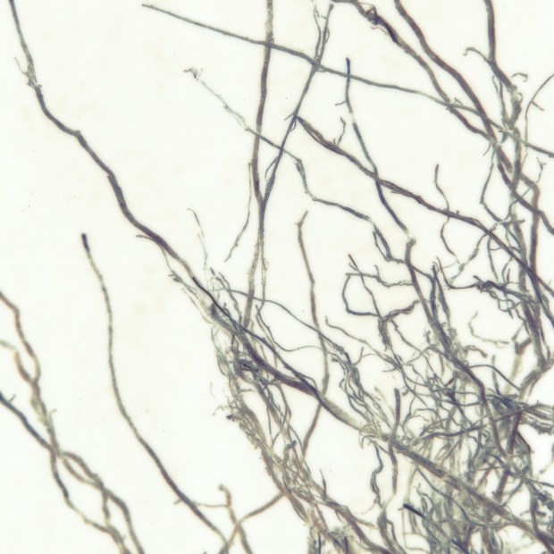 root10alt