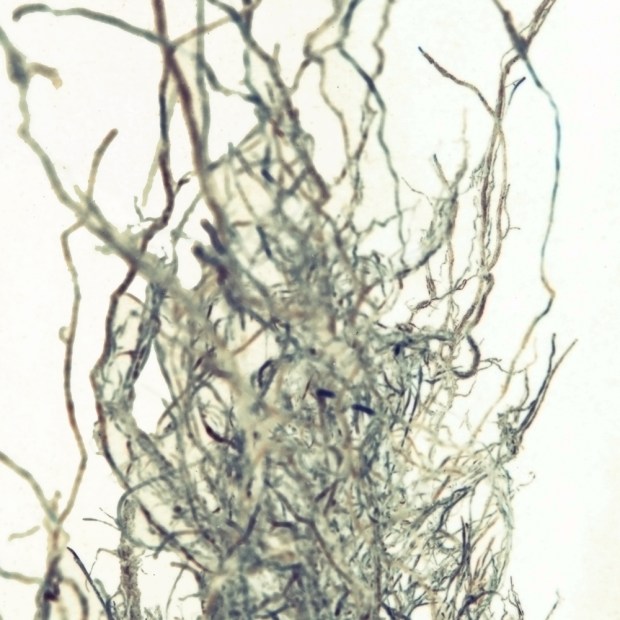 root11alt