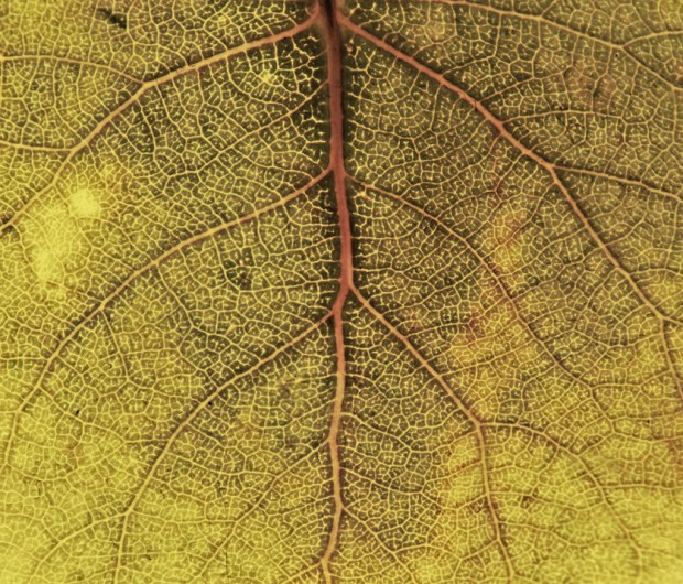 leaf3alt