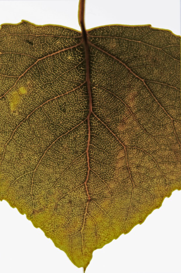 leaf4alt